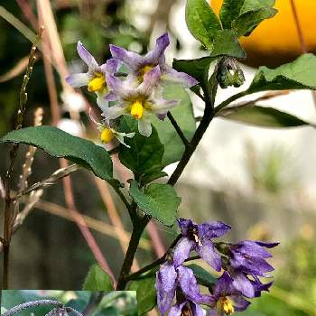 アメリカイヌホオズキの実の投稿画像一覧 Greensnap グリーンスナップ