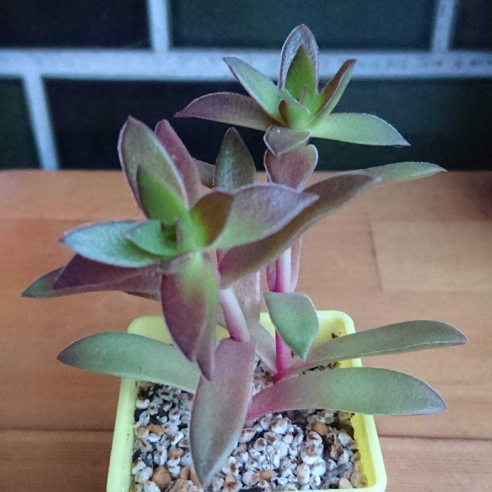 010 紅葉祭りの生長記録 21 08 16更新 Greensnap グリーンスナップ