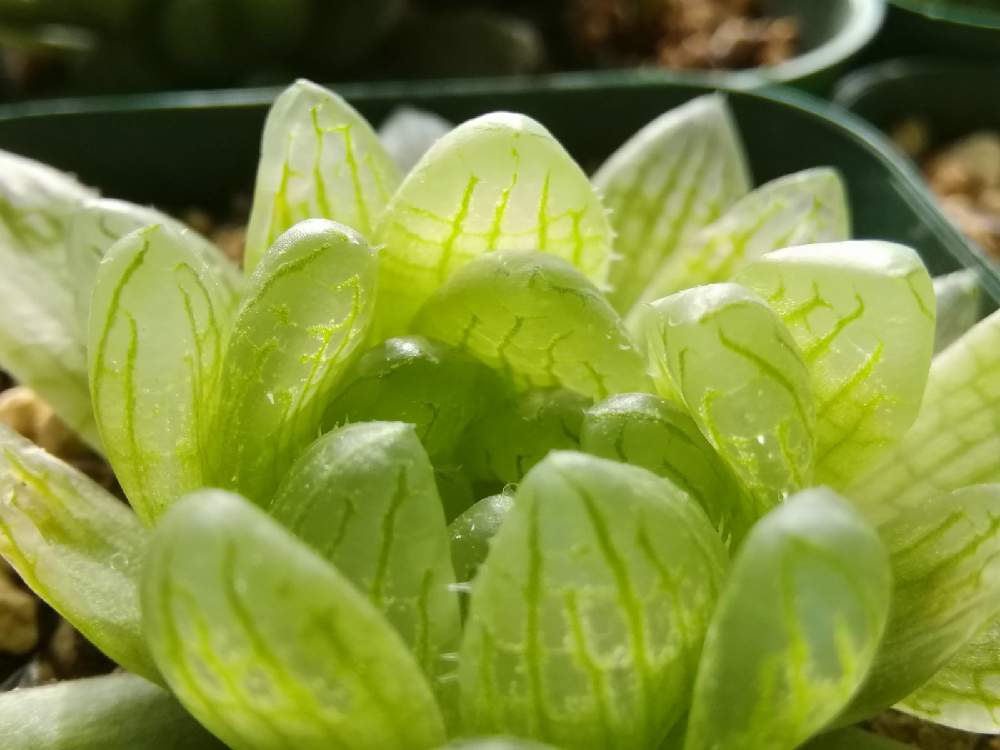 ハオルチアの投稿画像 By ほむらさん ハオルチア属 ハオルシア属とシンビフォルミス グラキリデリネアータと多肉植物とハオルチア属と透明な窓 月12月11日 Greensnap グリーンスナップ ハオルチアの投稿画像 By ほむらさん ハオルチア属 ハオルシア属とシンビフォルミス グラキリデリネアータと多肉植物とハオルチア属と透明な窓 月12月11日 Greensnap グリーンスナップ