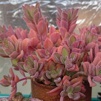 プレクトランサス ペンテリーの投稿画像一覧 Greensnap グリーンスナップ