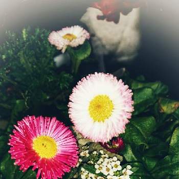 イングリッシュデージー ロリポップの画像 by あさがおさん | イングリッシュデージー ロリポップと花いっぱい！とおうち園芸と私の庭の花たちと12月の庭と毎年咲くとガーデニングと꒰ღ˘◡˘ற꒱かわゅ~とイングリッシュデージー。とイングリッシュデージーロリポップ