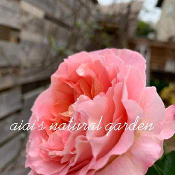 アウグスタ ルイーゼの画像 by aiaiさん | 広い庭とアウグスタ ルイーゼとおうち園芸とお庭の花たちと癒されます♥と花のある暮らしとiPhone撮影