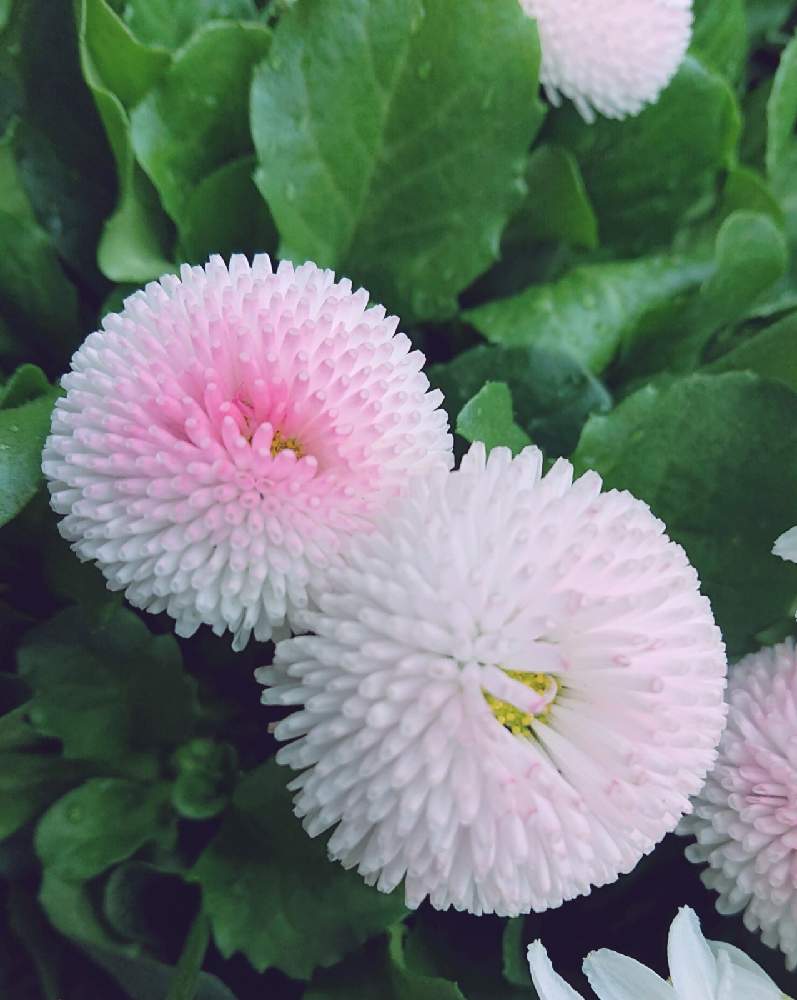 デイジーの投稿画像 By ジュリアーノさん ピンクの花とデイジー とデイジー ヒナギク と今日のお花と プリンさん700picと白いお花と花のある暮らし 月12月11日 Greensnap グリーンスナップ