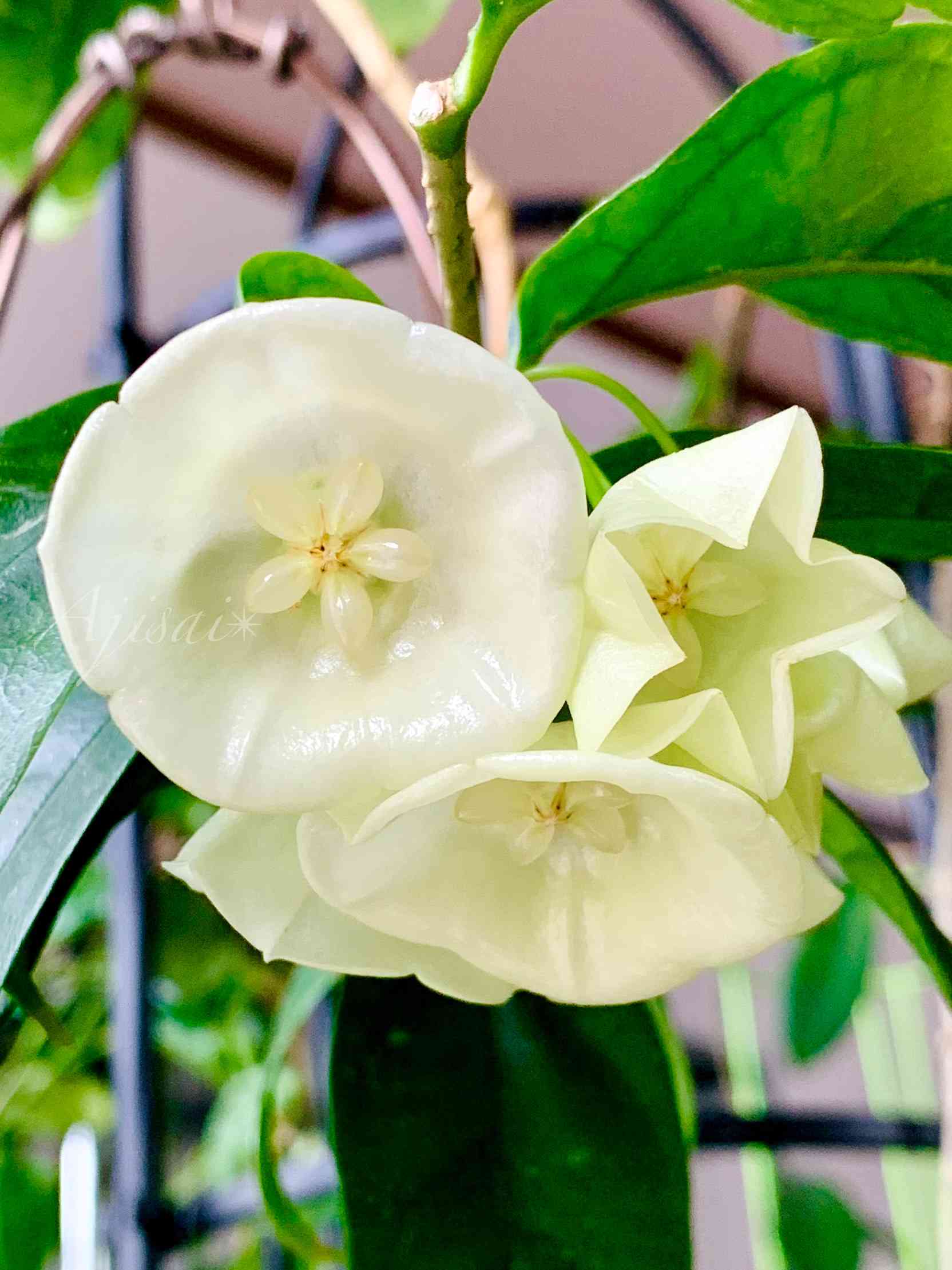 Hoya danumensis ♡ & Hoya campanulata ♡｜🍀GreenSnap（グリーン