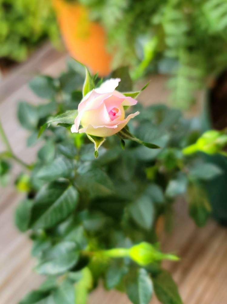 ミニバラの投稿画像 By こまちゃんさん ミニバラ チュチュオプティマとつぼみと花のある暮らしとおうち園芸 月12月11日 Greensnap グリーンスナップ