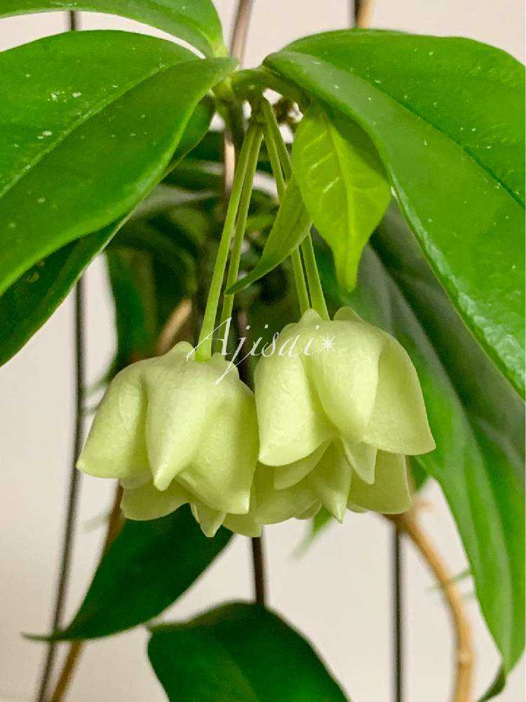 Hoya danumensis ♡ & Hoya campanulata ♡｜🍀GreenSnap（グリーンスナップ）