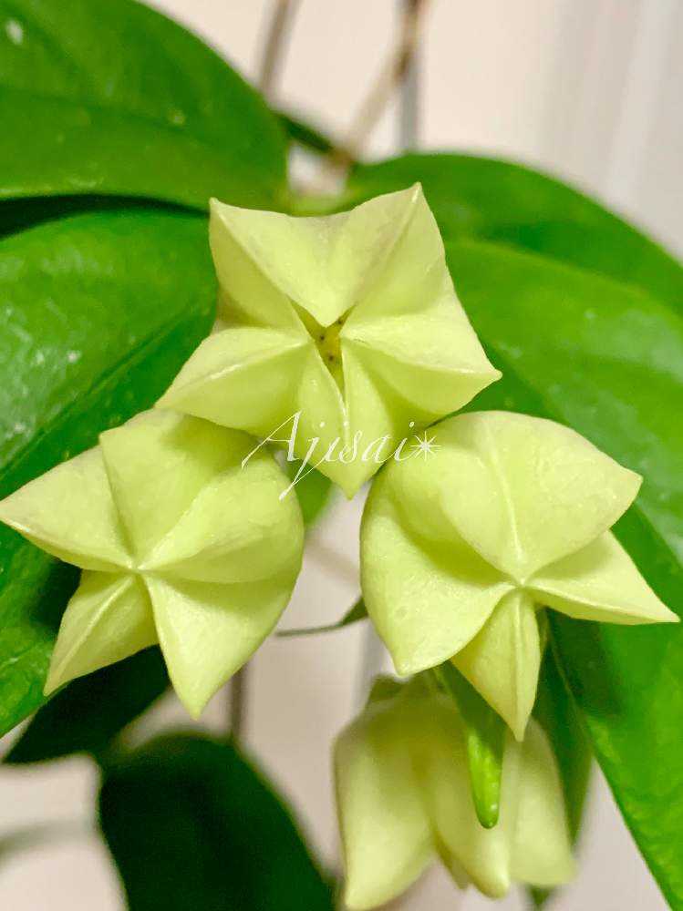 Hoya danumensis ♡ & Hoya campanulata ♡｜🍀GreenSnap（グリーンスナップ）