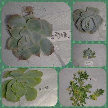 花の鶴の投稿画像一覧 Greensnap グリーンスナップ