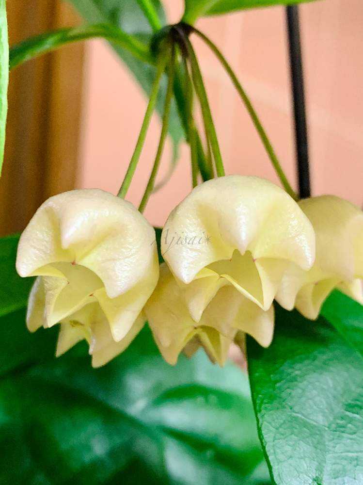 Hoya danumensis ♡ & Hoya campanulata ♡｜?GreenSnap 
