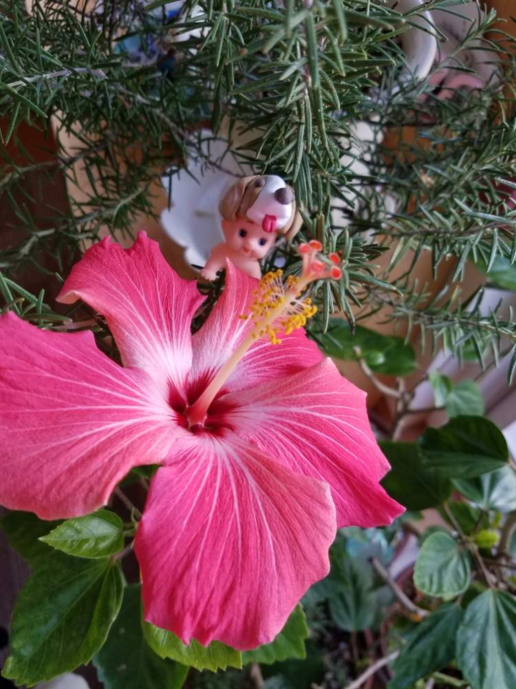 ハイビスカスの投稿画像 By Mimimintさん ローズマリーとうれしいな とほーちゃんqpとワンワン祭り 月12月11日 Greensnap グリーンスナップ