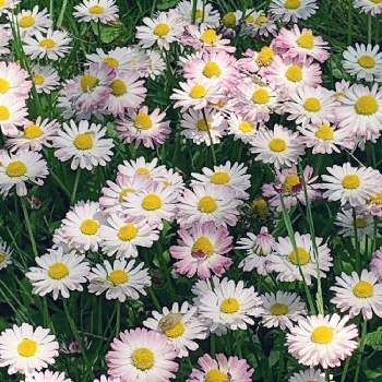 ヒナギク（デイジー）の画像 by ニーナさん | ヒナギク（デイジー）と春のお花と公園と今日のお花と散歩道と北海道