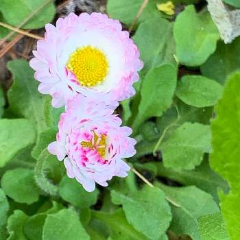 ヒナギク（デイジー）の画像 by ニーナさん | ヒナギク（デイジー）と春のお花と公園と今日のお花と散歩道と北海道