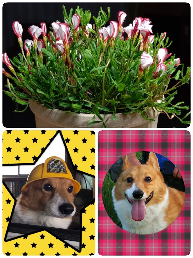 オキザリス バーシカラーの投稿画像 By Mocoまんまさん 現場監督コギさんとコーギーとおうち園芸とワンワン祭りと今日も元気 月12月11日 Greensnap グリーンスナップ