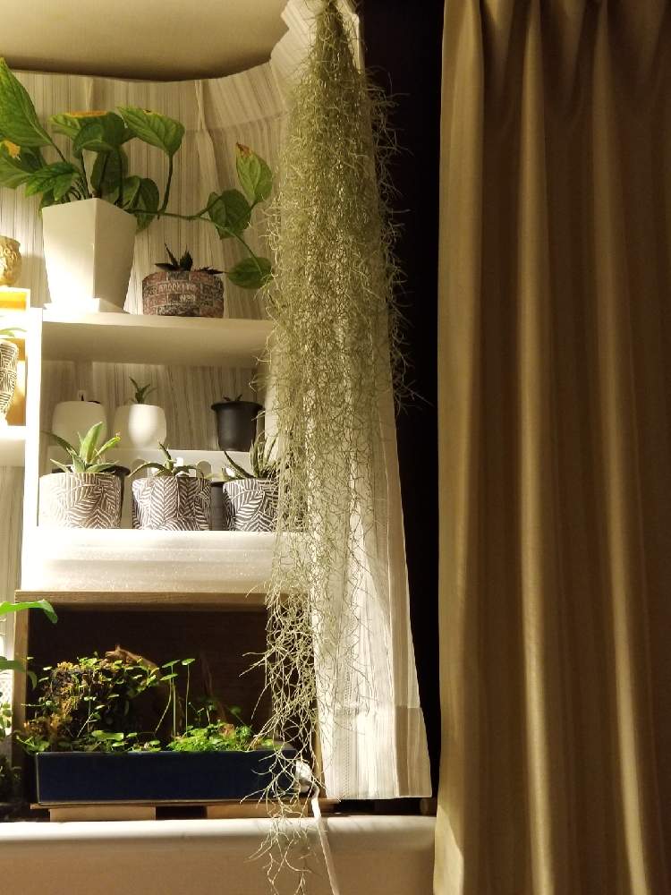 スパニッシュモスの投稿画像 By ウクレレめだかさん 多肉植物とt ウスネオイデスとled植物育成ライト 月12月11日 Greensnap グリーンスナップ