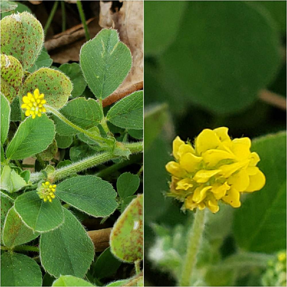 コメツブウマゴヤシの投稿画像 By おひさん 家の近く 月12月11日 Greensnap グリーンスナップ