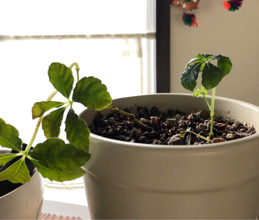 シュガーバインの投稿画像 By うさ吉さん 部屋と観葉植物とがんばれとしょぼんとぐったりと観葉植物とがんばれとしょぼんとぐったり 月12月11日 Greensnap グリーンスナップ Greensnap グリーンスナップ