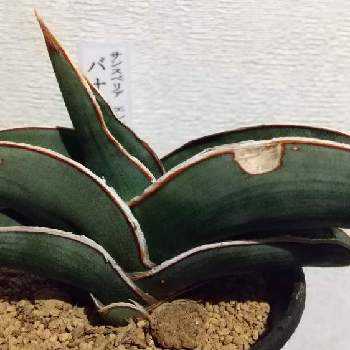 サンスベリア バナナの投稿画像一覧 Greensnap グリーンスナップ