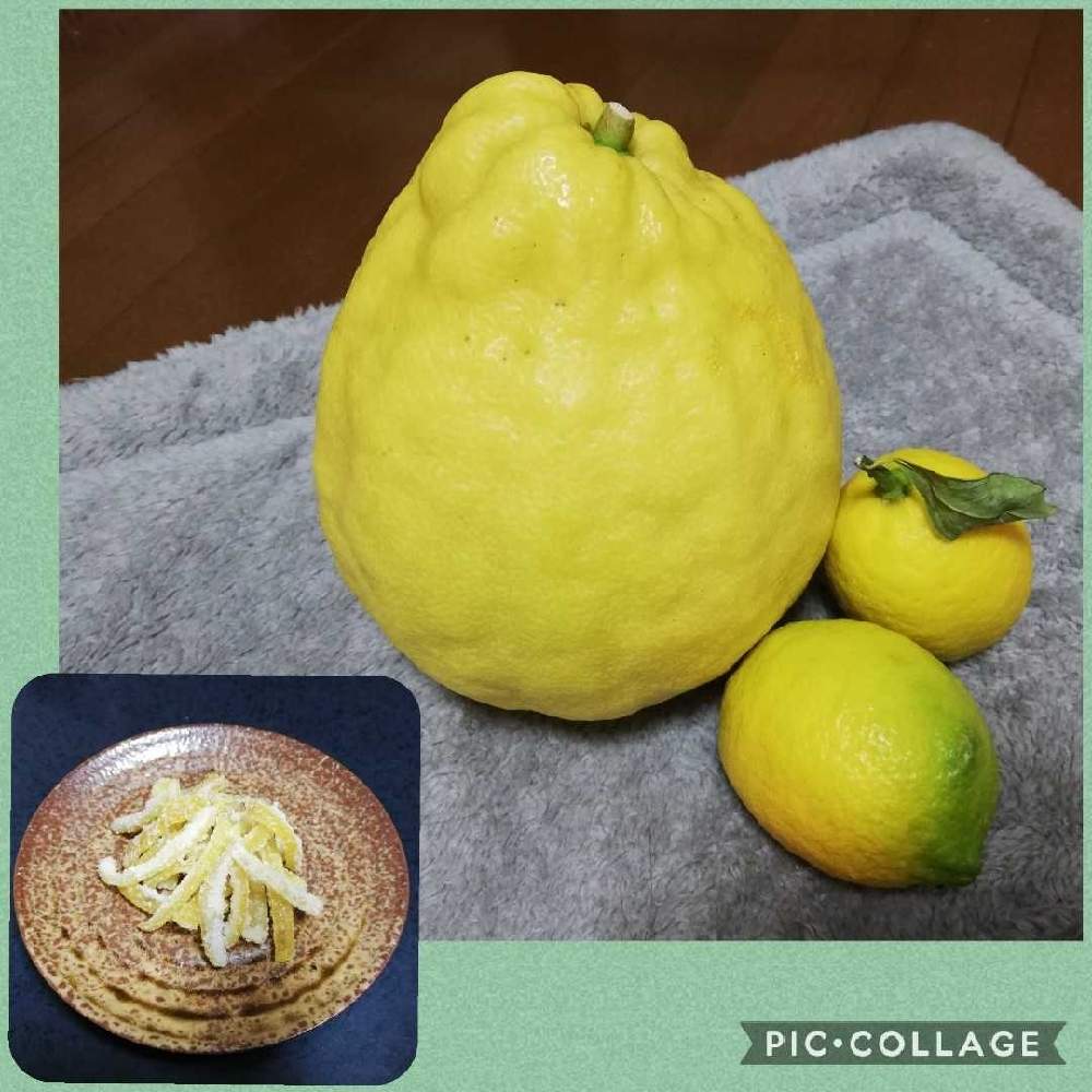 ジャンボレモンの投稿画像 By こよー2ndさん Stop コロナウィルスと香りレモンとジャンボレモンとstop コロナウィルスと香りレモン 月12月11日 Greensnap グリーンスナップ Greensnap グリーンスナップ