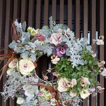 クッションブッシュの投稿画像一覧 Greensnap グリーンスナップ