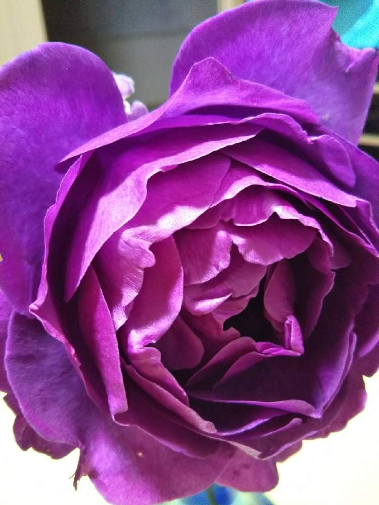 部屋の画像 by Chieko☆さん | 部屋と殆ど病気薔薇吉と大好きと美しい♡とおうち園芸とドラマチック レイン☔と素敵な色と素敵な香りと美しいといい香り。と綺麗な色♡と花のある暮らしと綺麗な色