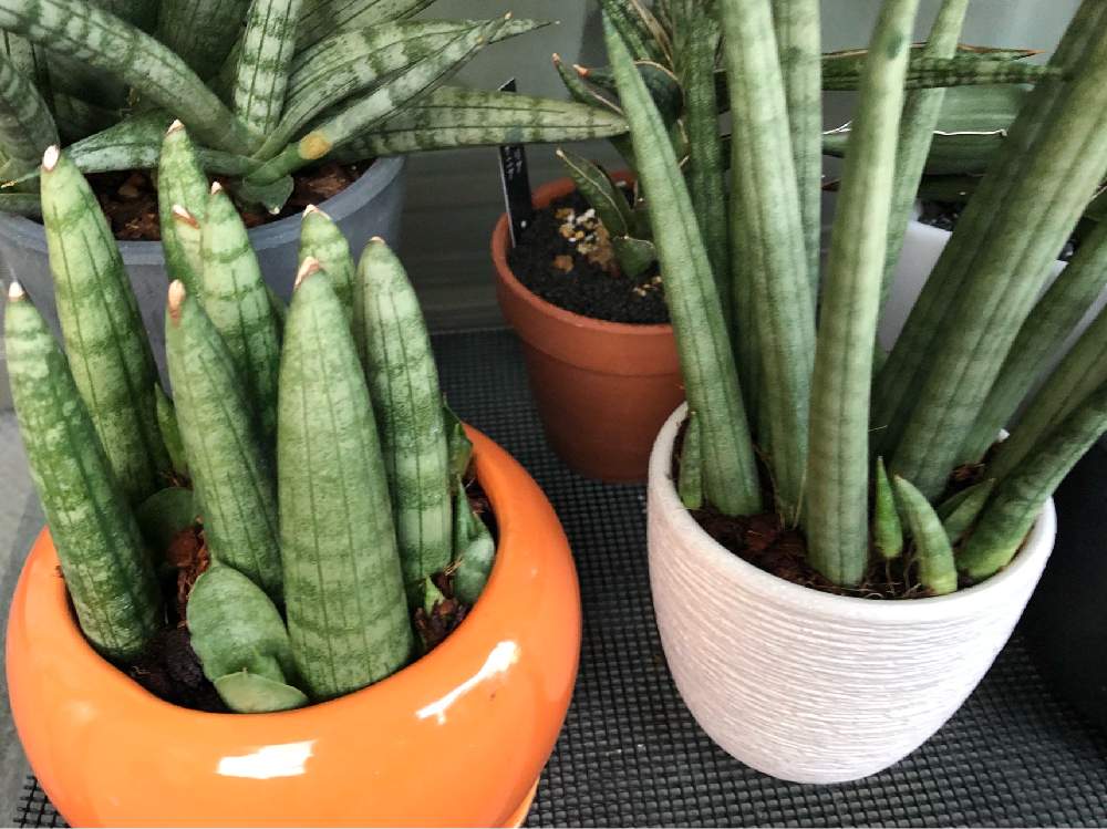 サンセベリア キリンドリカの投稿画像 By マグルさん サンスベリア ボンセレンシスとサンスベリア キリンドリカとサンスベリア ロケットと福岡と植物のある暮らしと植欲が止まらないと棒の日とわが家の観葉植物 とサンセベリア属と サンスベリアと観葉植物好きと