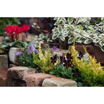 一二月の庭の画像 by 我楽多さん | 小さな庭といつもの箱庭（メインの花壇）とOM-D E-M1ⅡとOLY 17mm F1.2と一二月の庭