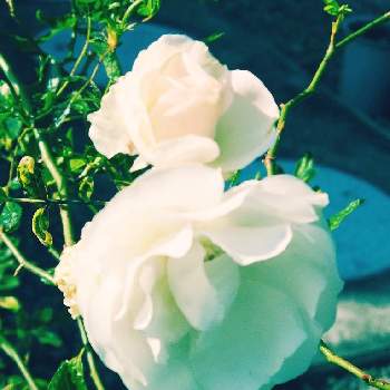 つるバラ サマースノーの画像 by プリッツェルさん | 小さな庭とつるバラ サマースノーとばら バラ 薔薇とおうち園芸