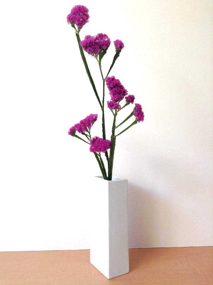 スターチスのチョコッとまとめ いけばなオールラウンド花材です Greensnap グリーンスナップ