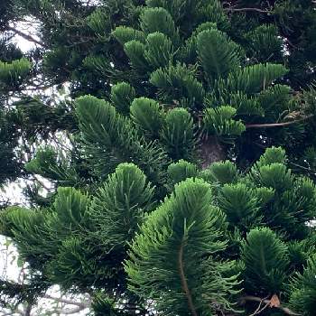 シマナンヨウスギの投稿画像一覧 Greensnap グリーンスナップ