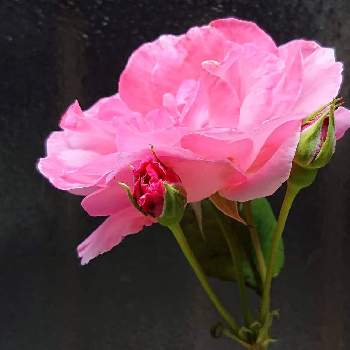 バラ鉢栽培の画像 by raizouさん | バラとミニバラ鉢栽培とバラ鉢栽培と雷蔵君ちの薔薇