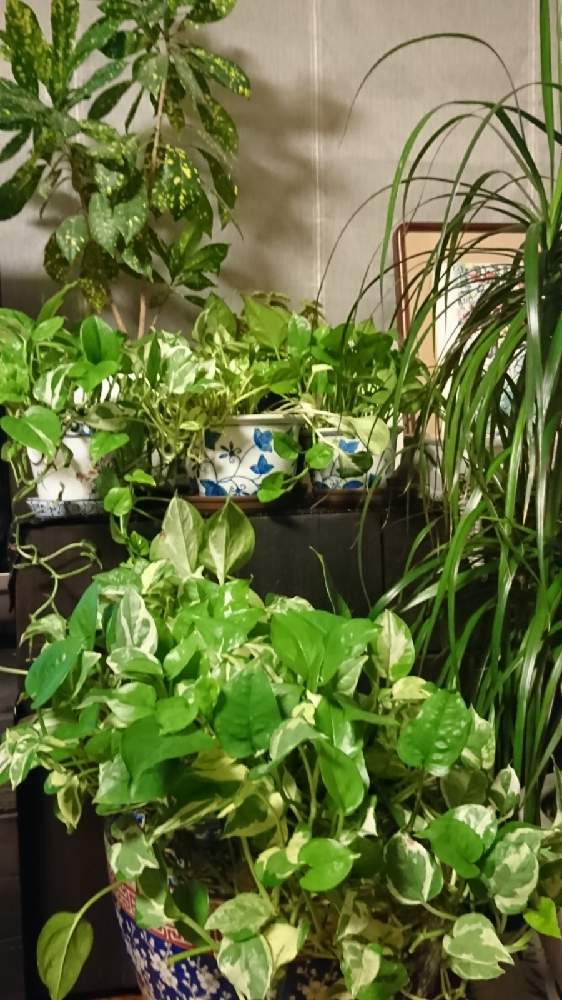 ポトスの投稿画像 By おばさんさん 手作り庭とおうちde菜園とおうち園芸とスマホと宿根草大好きと薔薇大好きですと地植え 月12月12日 Greensnap グリーンスナップ