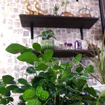 ゲッキツ シルクジャスミン の育て方 室内で育てる方が良い 剪定は必要 Greensnap グリーンスナップ