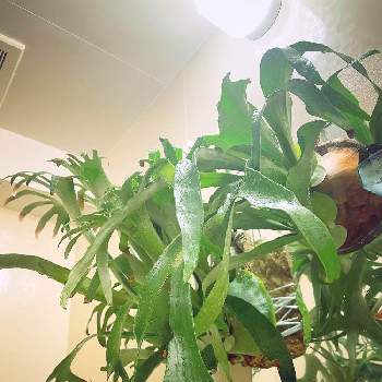 P.bahiaの投稿画像一覧|🍀GreenSnap(グリーンスナップ)