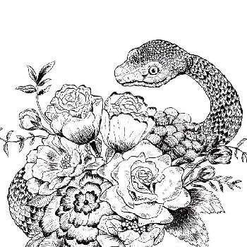 ペン画の投稿画像一覧 Greensnap グリーンスナップ ペン画の投稿画像一覧 Greensnap グリーンスナップ