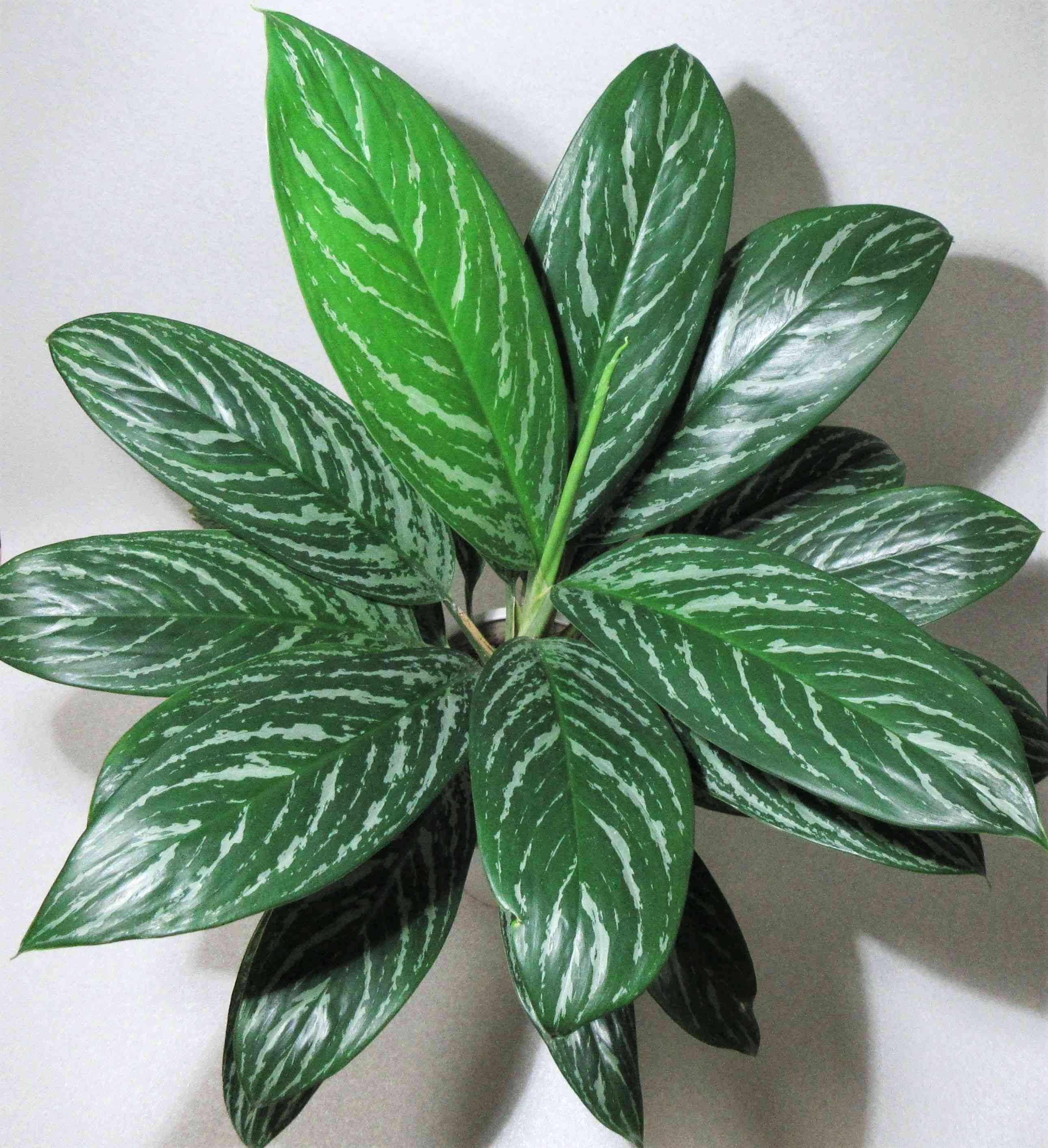 アグラオネマ カーティシーの一覧｜🍀GreenSnap（グリーンスナップ）