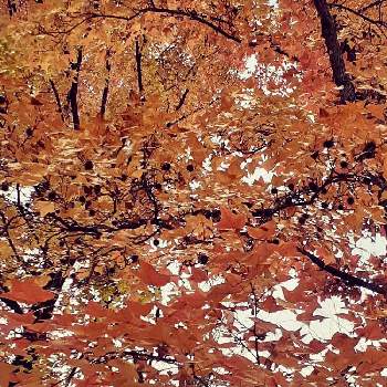 フウの実の画像 by みぃやんさん | お出かけ先と紅葉（こうよう）とフウの実とフウ(楓)の木