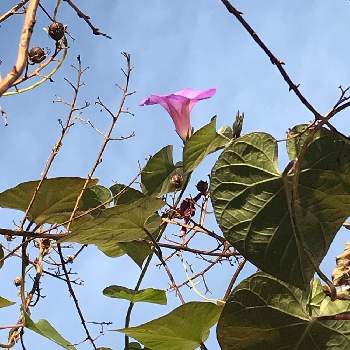 ノアサガオ 琉球朝顔 の育て方 苗の植え付け時期や増やし方は Greensnap グリーンスナップ