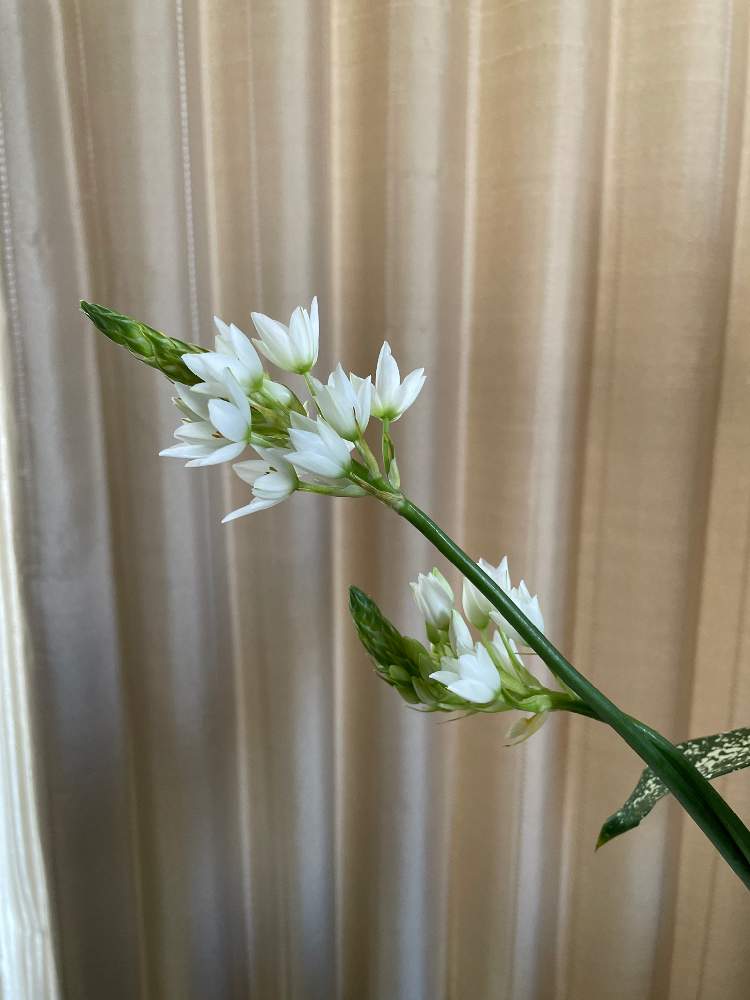 オーニソガラム シルソイデスの投稿画像 By まりまりさん 月12月12日 Greensnap グリーンスナップ