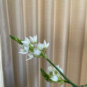 オーニソガラム シルソイデスの投稿画像一覧 Greensnap グリーンスナップ オーニソガラム シルソイデスの投稿画像一覧 Greensnap グリーンスナップ