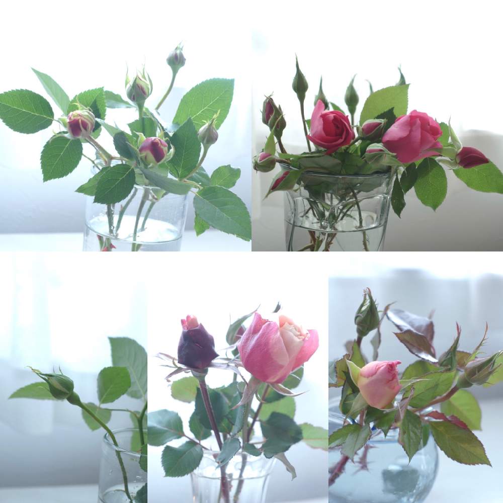 バラの投稿画像 By ボヤージュさん 窓辺と切り花とバラの蕾とバラが好きと冬バラと切り花とバラの蕾とバラが好きと冬バラ 月12月12日 Greensnap グリーンスナップ Greensnap グリーンスナップ
