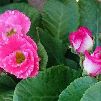 プリムラ バラ咲きジュリアンの画像 by tokoさん | 小さな庭とプリムラ バラ咲きジュリアンとキュンキュン乙女倶楽部と出会いに感謝♡と大事に育てたいと花のある暮らしと可愛いピンク色♡とうどん県人会と植物に癒されて