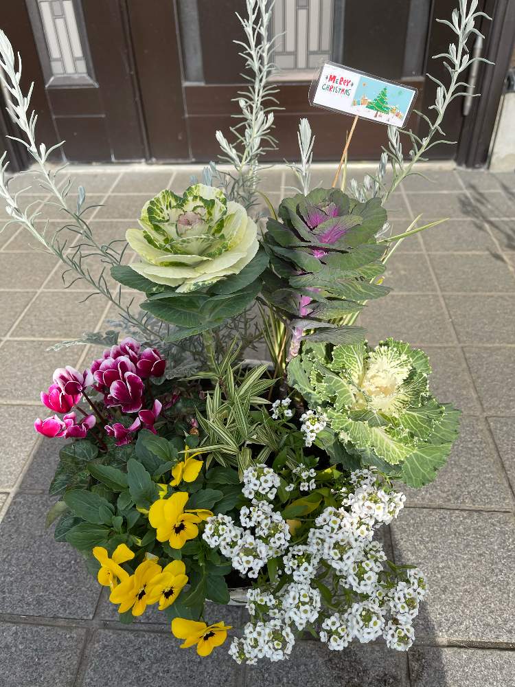 寄せ植えの投稿画像 By くみよろさん ガーデニングと玄関先 月12月12日 Greensnap グリーンスナップ