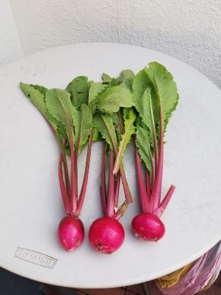 赤かぶの投稿画像 By 涼ガーデンさん 小かぶと冬の野菜とお野菜と自家栽培の野菜達とプランター野菜とビニールハウスと簡易ビニールハウスと自家製野菜と家庭菜園奮闘日記 月12月12日 Greensnap グリーンスナップ