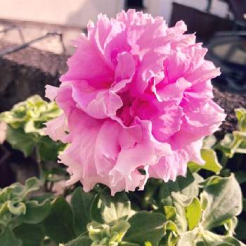 明るいピンクの投稿画像一覧 Greensnap グリーンスナップ