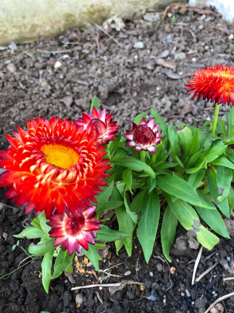 ヘリクリサム 帝王貝細工の投稿画像 By Hontさん 月12月12日 Greensnap グリーンスナップ Greensnap グリーンスナップ