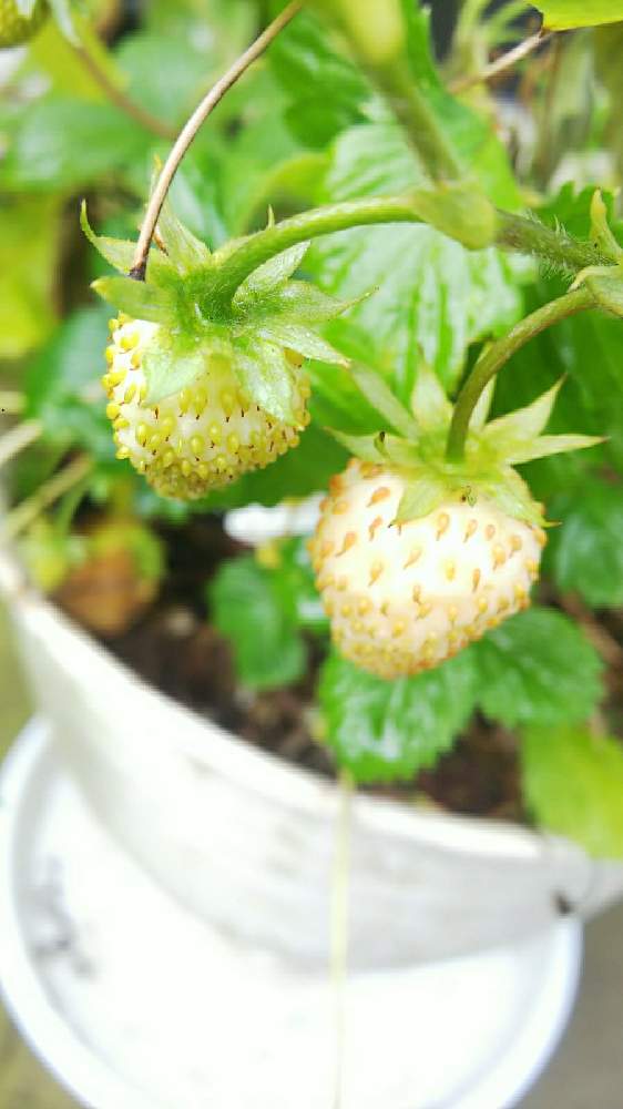 白雪姫の投稿画像 By 月見草 さん 白いイチゴとかわいい とおうち園芸 月12月12日 Greensnap グリーンスナップ