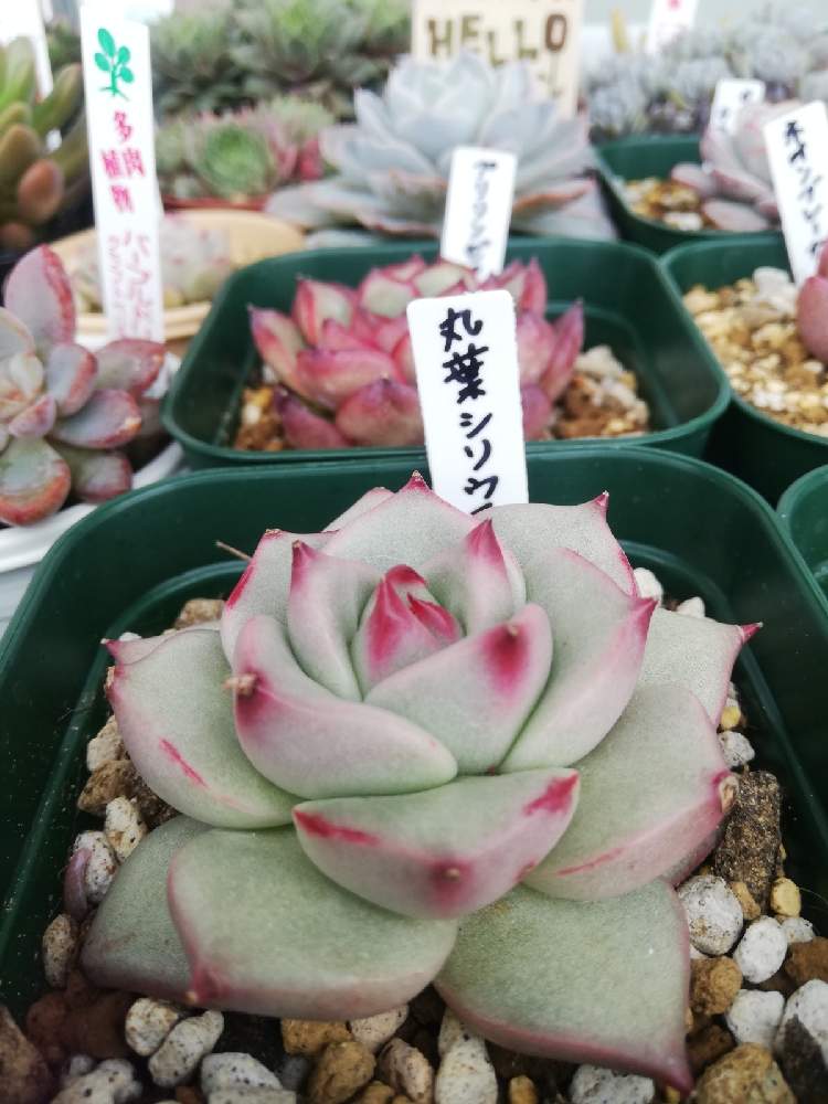 丸葉ホワイトチェリー 多肉植物 丸葉ホワイトチェリー 多肉植物