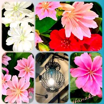 花と灯りの画像 by ハナコさん | お出かけ先と赤いお花と白いお花とピンクのお花と花と灯りと黄色いお花