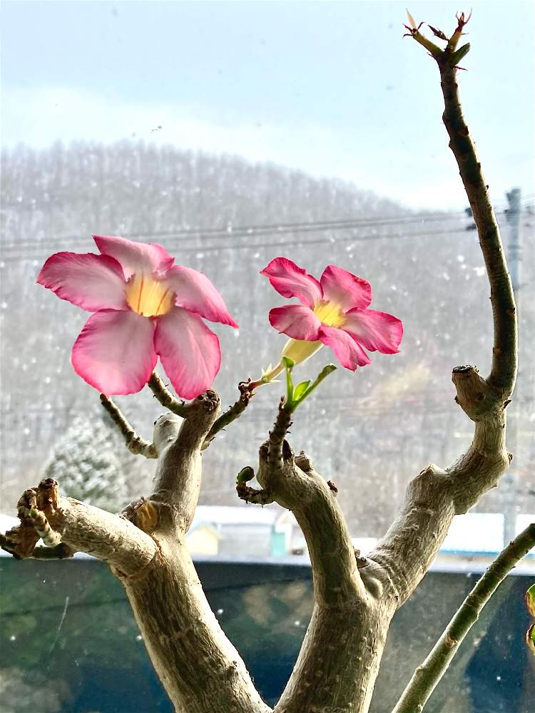 アデニウムの投稿画像 By 大福 もこもこ さん 砂漠のバラとアデ子と多肉植物と栽培記録と砂漠の薔薇 アデニウムと負けるもんか と花のある暮らしと北海道 月12月12日 Greensnap グリーンスナップ