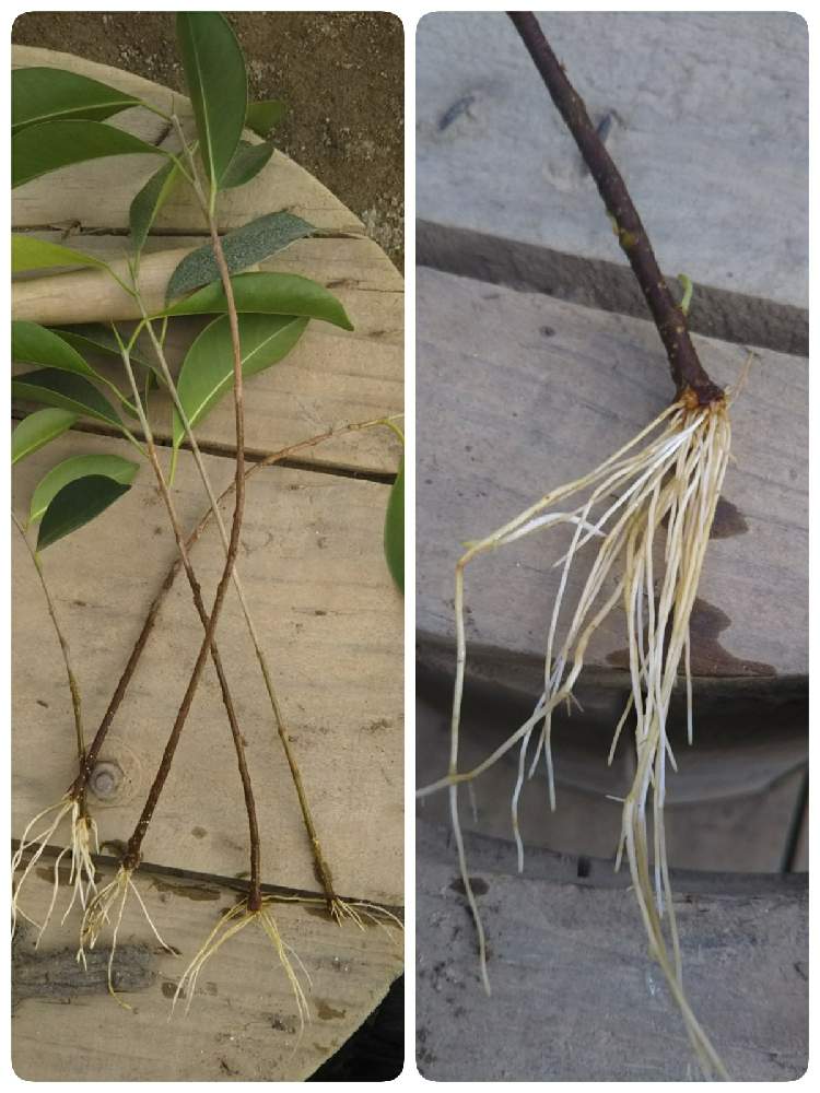 ガジュマルの投稿画像 By ジョンさん ガジョンマルと観葉植物とガジュマルの挿し木と挿し木とガジュマル とおうち園芸と発根とねじねじガジュマル とキジムナーと伸びてるとかわいいとガジュマル同盟と新芽 月12月12日 Greensnap グリーンスナップ